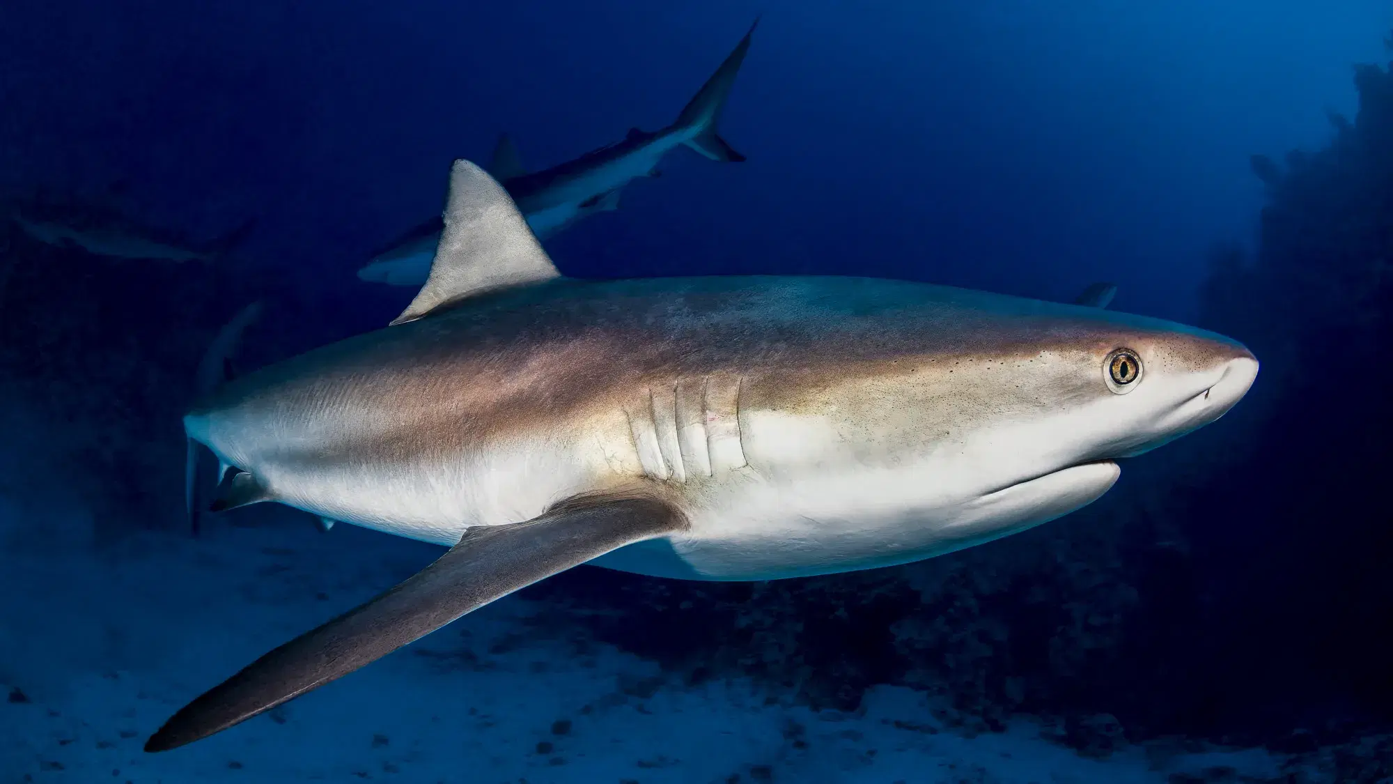 Shark photographed underwater by Damon Bates